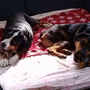 Meet your Posher, Ella